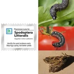 50 Pcs Insect Lures For Egyptian Cotton Leafworm